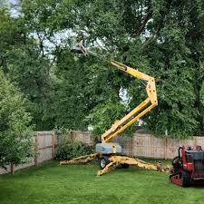 Best Tree Trimming and Pruning  in Mill Hall, PA